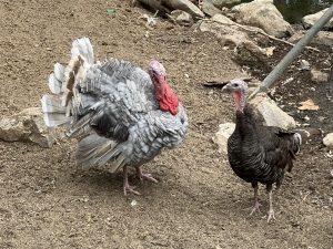 Китайският производител си осигури историческа двойна победа в Световния шампионат по супербайк