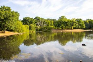 Китай актуализира генералния план за гора за подслон