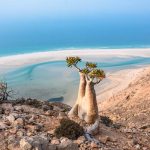 How to travel to Socotra in 2025