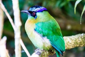 Monteverde Hiking | Monteverde Cloud Forest Reserve