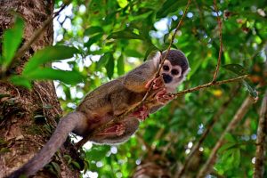 Ecuadorian Amazon Rainforest: Hidden Gems, Eco-Lodges and Indigenous Cultures