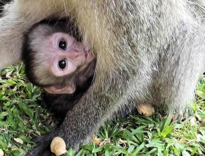Volunteer in South Africa With The Vervet Monkey Foundation