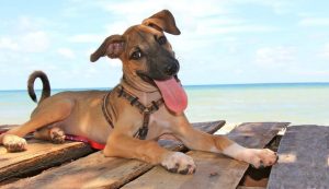 Volunteer In Thailand With Lanta Animal Welfare