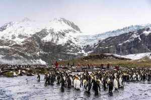Where Is South Georgia Island? A Complete Guide (2025)