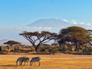 The Ultimate 1-Week Kenya Itinerary: From Savannah to Swahili Coast