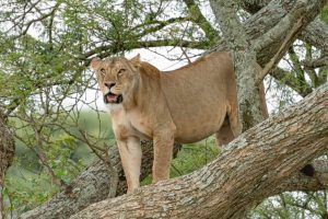The Carnivores of Tanzania: Predators of the Wild