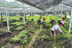 Традиционни лечения помагат за успокояване на болките
