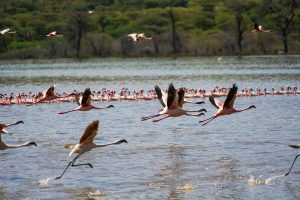 How to Experience Lake Bogoria’s Hot Springs and Flamingos