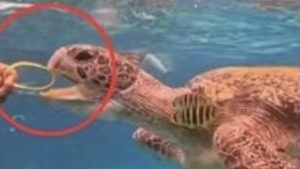 Посетител в Тайланд, който нахрани костенурка с пластмасова гривна, търсен от служители на парка