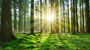 Португалия с рекорден ръст на горските площи