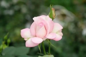 Институтът за цветя в Юнан търси имена за нови сортове