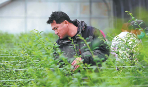 Технология, използвана за увеличаване на добивите във фермите в провинция Гансу