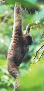 Пазителите на планините Гаолигонг