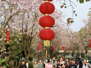Бели и розови цветя в пълен разцвет в Гуанджоу