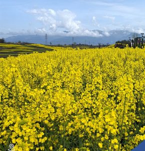 Цветни полета с рапица, Hanzhong, Shaanxi